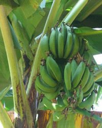 green fresh plantain