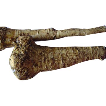 Fresh Horseradish