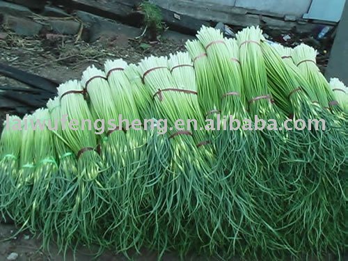 fresh   garlic   stem 
