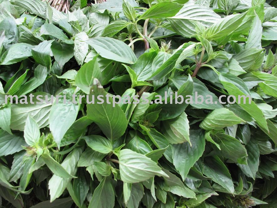 Sweet Basil