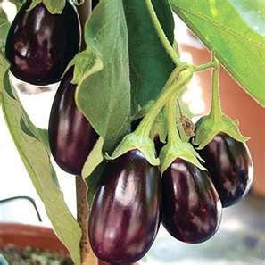 Fresh Aubergine for Sale(100% Top Quality),Celery,Spinach,Onion,Garlic,Leeks,Tomatoes,Cabbage,Lettuc