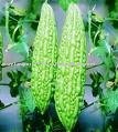 Bitter Gourd