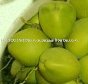 water coconut