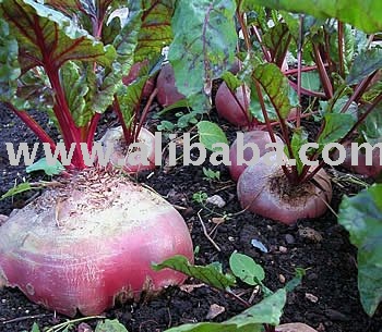  Fresh   Beetroot s