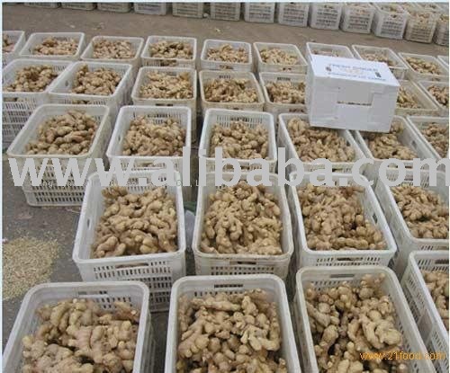 FRESH AND DRY GINGER