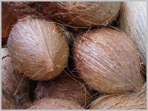 Fresh Coconut