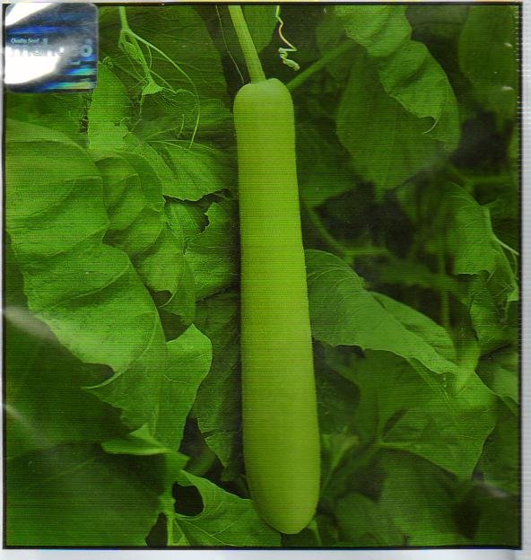  Bottle   Gourd 