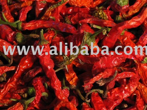  dried  sweet pepper in greenhouse