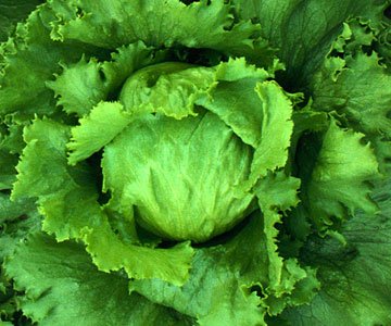 Freseh Lettuce