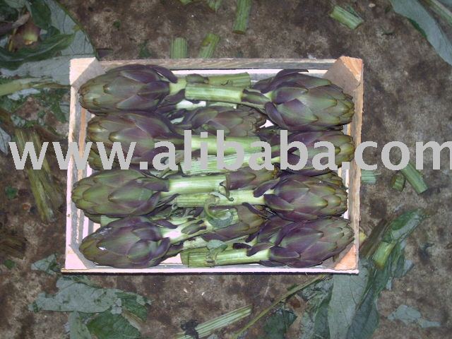 Fresh ARTICHOKE
