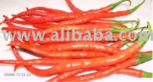 Red Chilli TM 99