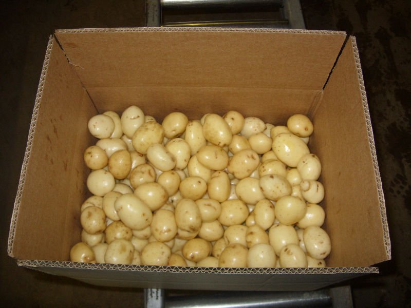 washed maris piper potatoes mids