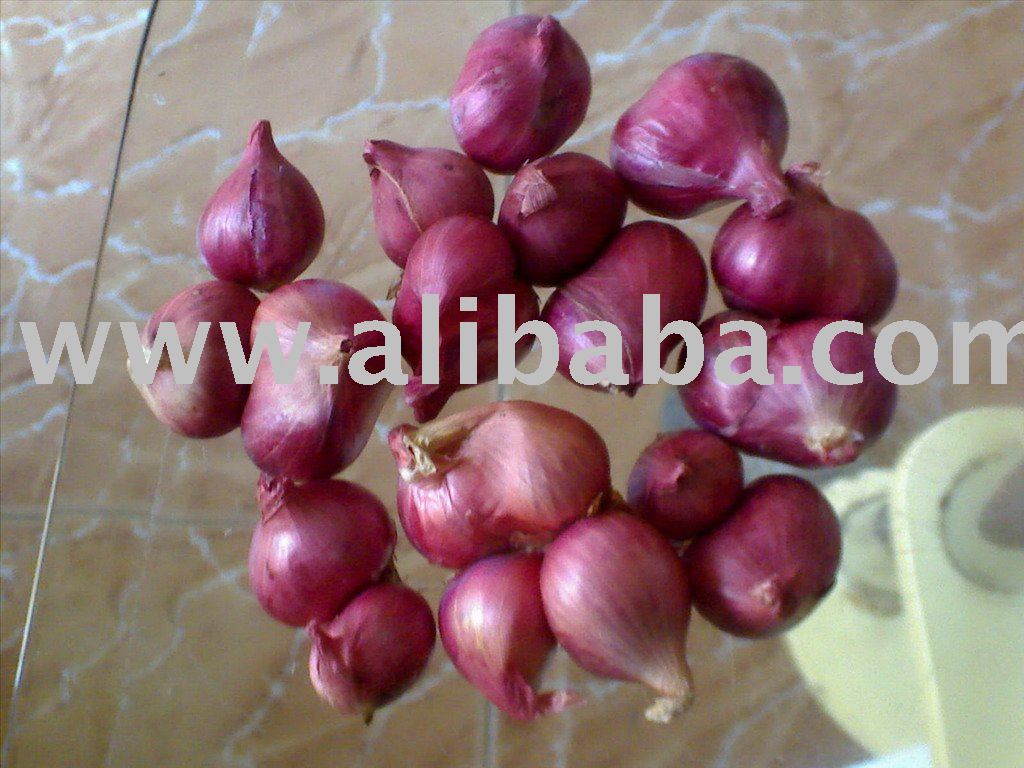 FRESH  SMALL ONIONS