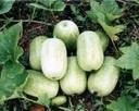  Fresh  Wax  gourd 