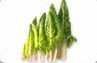 Chicory