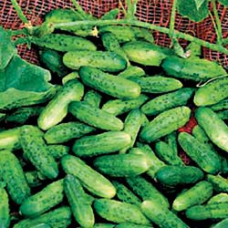 Gherkins