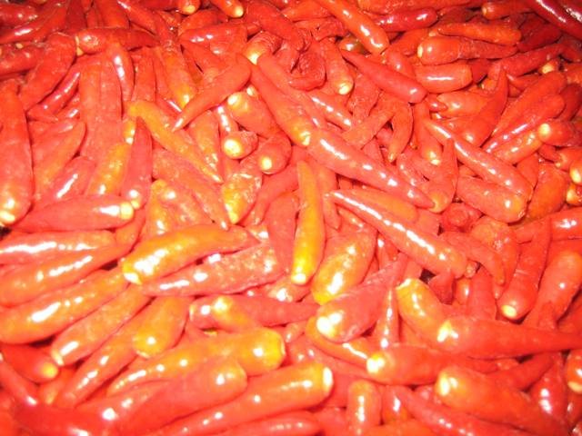 red hot chilly