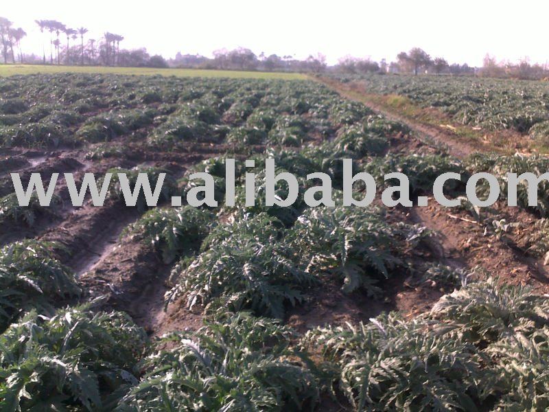 Fresh  Artichoke   Leaf 