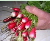 Beetroot (Reddish)