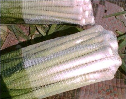LEEK