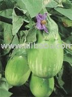 Brinjal