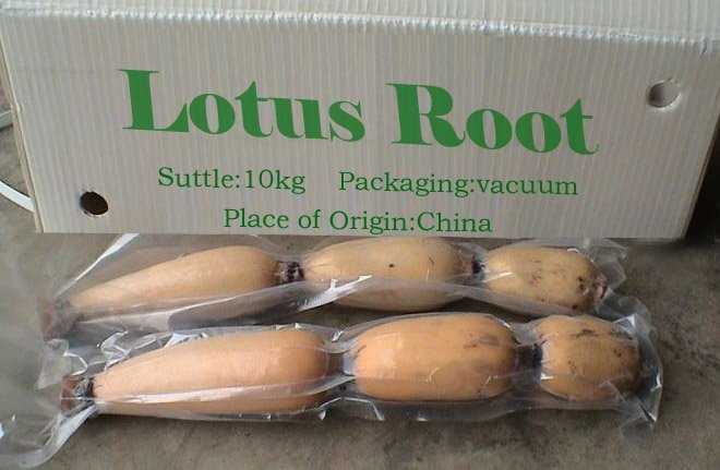 Перевод lotus root