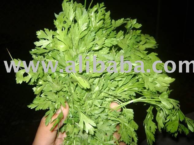  FRESH   CORIANDER 