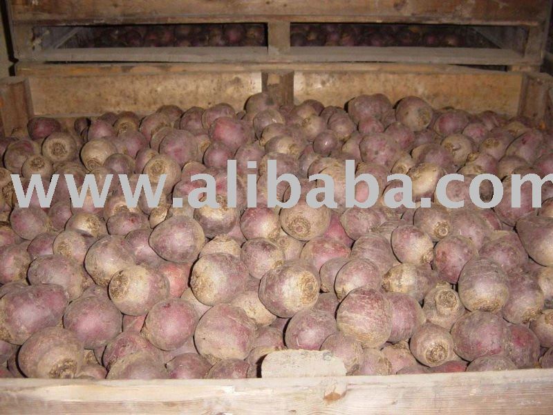 Red beetroot