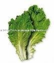 Vegetables - Lettuce