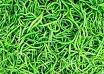 Kulkarni Farm Fresh Green Chilli