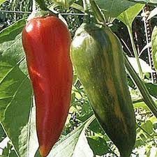 Fresh green and red pepper