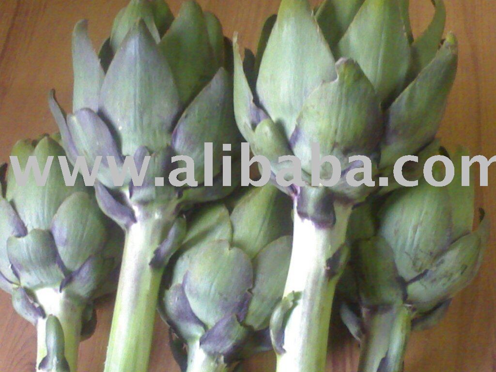 Fresh Artichoke