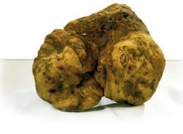 Truffle