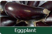 Eggplant