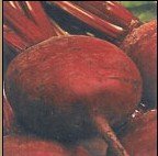 DETROIT DARK RED BEET
