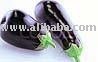 Aubergine