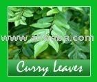 curry leaves