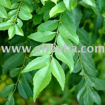Curry leaves