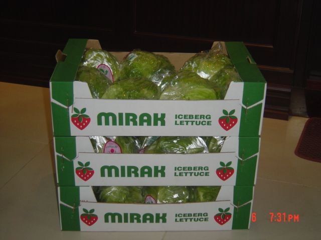 Iceberge Lettuce - Mirak Agricultural Services