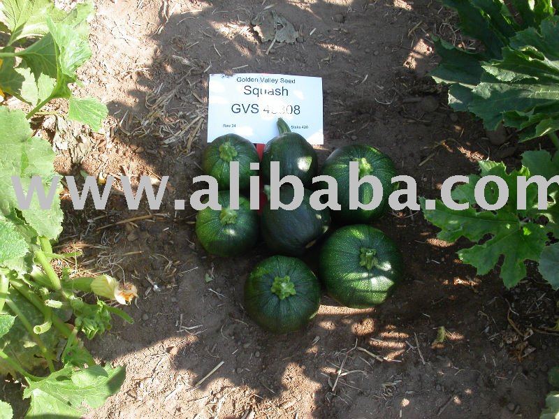  Squash  Round