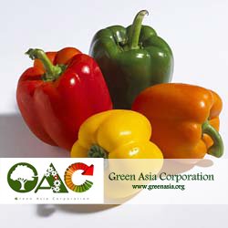 Fresh Capsicum