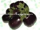 Natural and fresh Eggplant