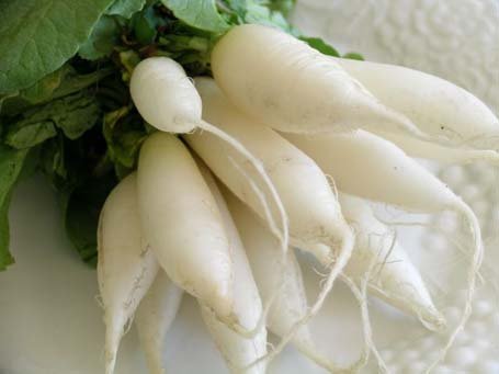 Fresh white Radish