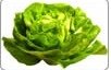 Lettuces