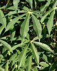 Cassava leaves