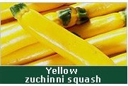 Zuchinni squash