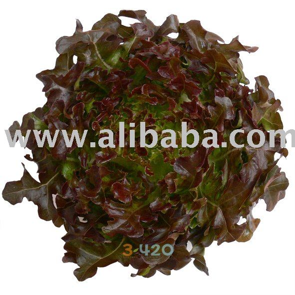 Lettuce - Red Oak