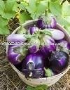Fresh Aubergine