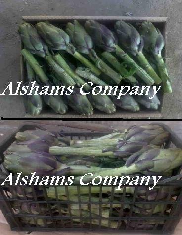 Fresh Artichoke