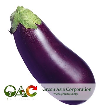 Fresh egg plant